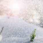 Imbolc Schneeglöckchen im Schnee
