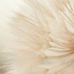 Amaya Wenz systemisches Coaching