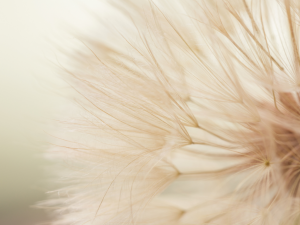 Amaya Wenz systemisches Coaching