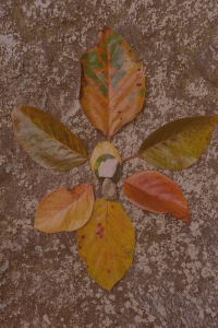 Amaya Wenz Holotropes Atmen Karlsruhe Transpersonale Psychologie Sytemische die Kriegerin erwacht