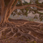 Know Your Roots Ahnenseminar lebensnah Amaya Wenz