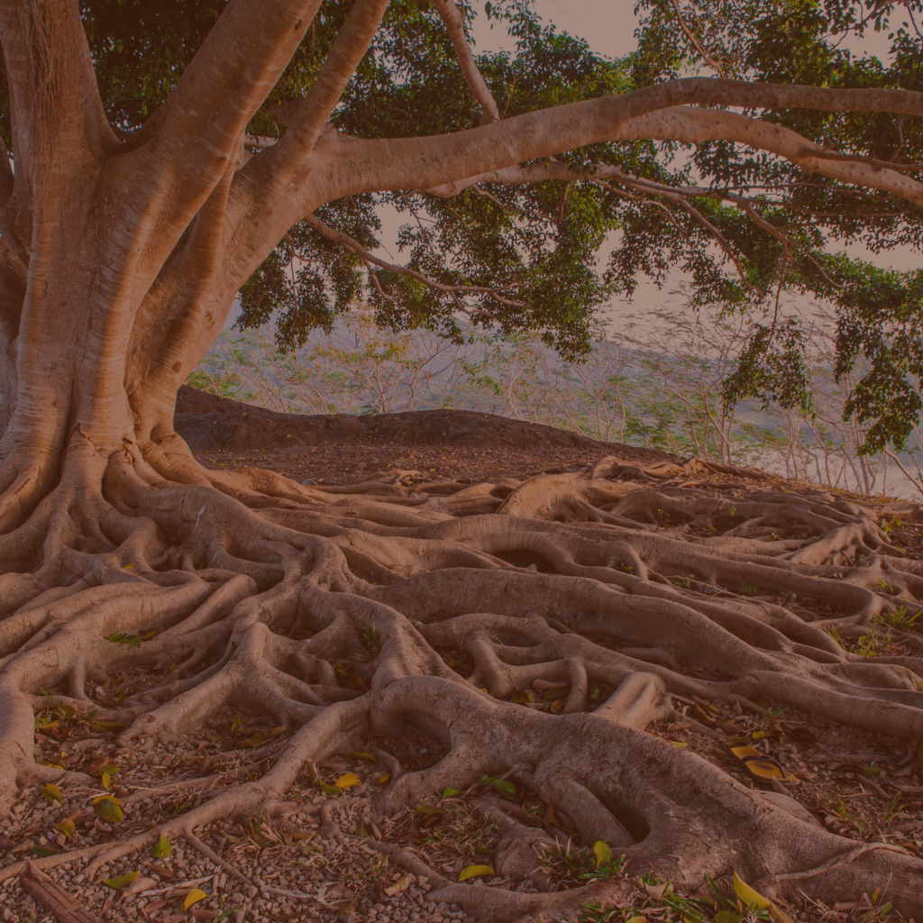 Know Your Roots Transpersonale Psychologie Sytemische Beratung Know your Roots