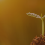 Den Samen der Vision säen Tagesseminar Amaya Wenz transpersonale Psychologie, Holotropes Atmen, systemische Paar- und Familienberatung, systemisches Coaching, spirituelle Wegbegleitung, Dettenheim