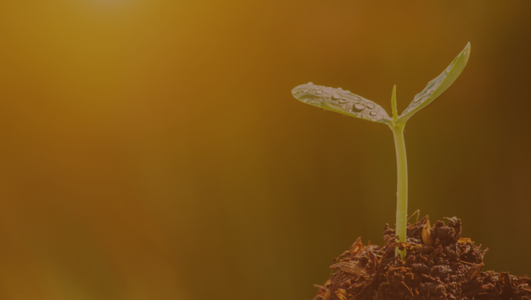 Den Samen der Vision säen Tagesseminar Amaya Wenz transpersonale Psychologie, Holotropes Atmen, systemische Paar- und Familienberatung, systemisches Coaching, spirituelle Wegbegleitung, Dettenheim