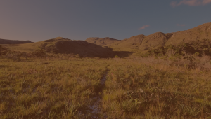 Amaya Wenz systemisches Coaching stärke weg